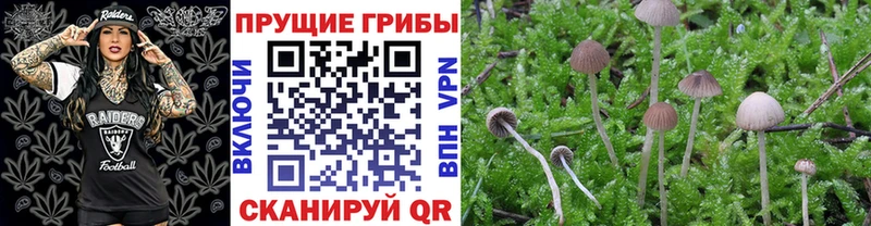 магазин Кизилюрт Галлюциногенные грибы Psilocybe